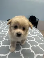 Pomapoo, a male Pomapoo for sale in Los Angeles, CA – 3 of 4