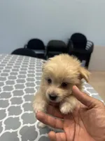 Pomapoo, a male Pomapoo for sale in Los Angeles, CA – 4 of 4