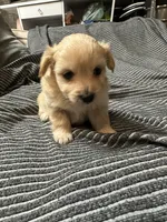 Pomapoo, a male Pomapoo for sale in Los Angeles, CA – 2 of 4