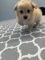 Pomapoo, a male Pomapoo for sale in Los Angeles, CA – 1 of 4