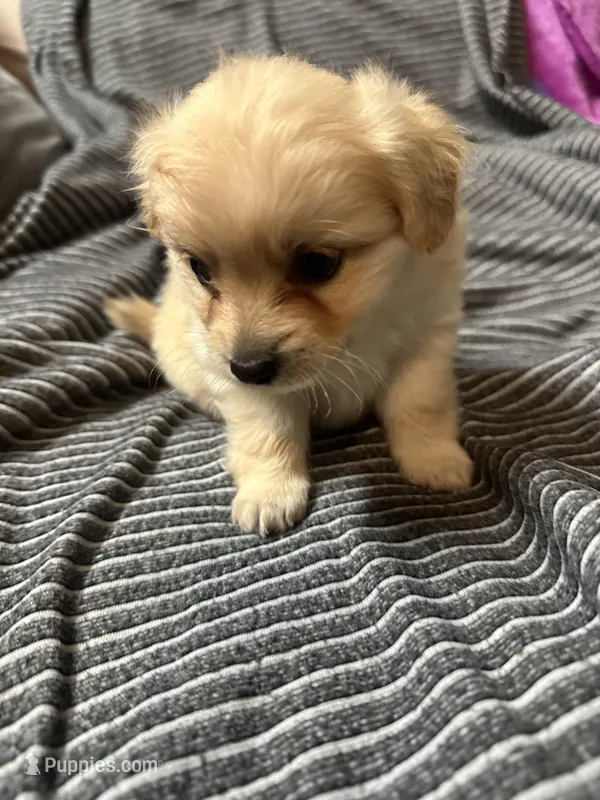 Pomapoo – Pomapoo puppy for sale in Los Angeles, CA