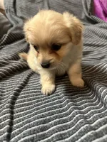 Pomapoo, a male Pomapoo for sale in Los Angeles, CA – Photo 3 of 3