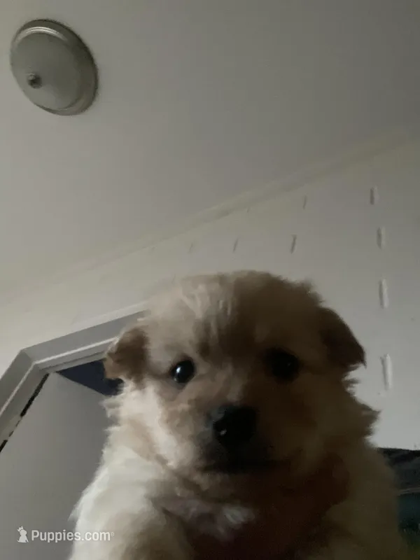 Pomapoo, a male Pomapoo for sale in Los Angeles, CA – Photo 1 of 3