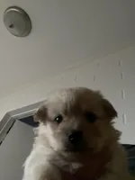 Pomapoo, a male Pomapoo for sale in Los Angeles, CA – Photo 1 of 3