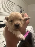 Pomapoo, a male Pomapoo for sale in Los Angeles, CA – Photo 2 of 3