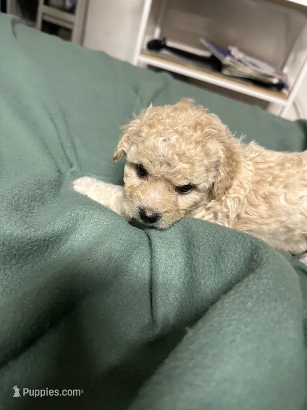 Maltipoo – Maltipoo puppy for sale in Los Angeles, CA