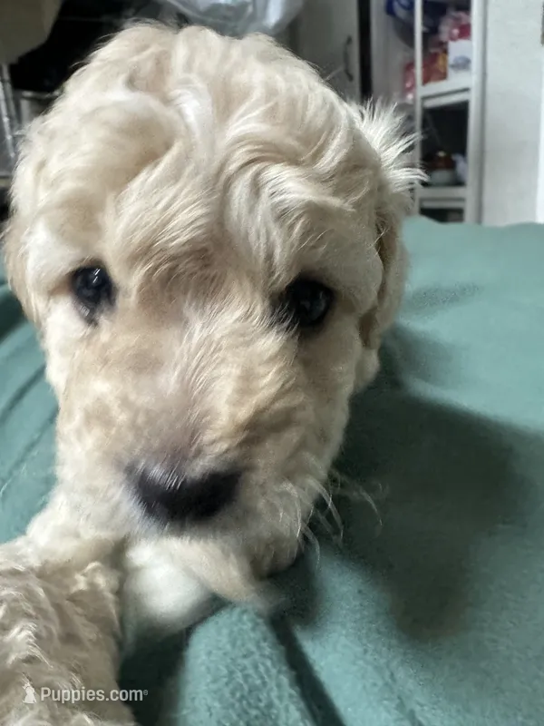 Maltipoo, a male Maltipoo for sale in Los Angeles, CA – 1 of 2
