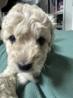 Maltipoo, a male Maltipoo for sale in Los Angeles, CA – 1 of 2
