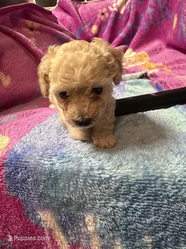 Maltipoo – Maltipoo puppy for sale in Los Angeles, CA