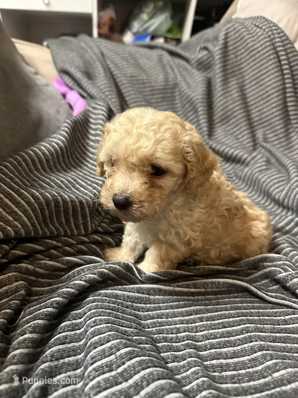 Maltipoo  – Maltipoo puppy for sale in Los Angeles, CA