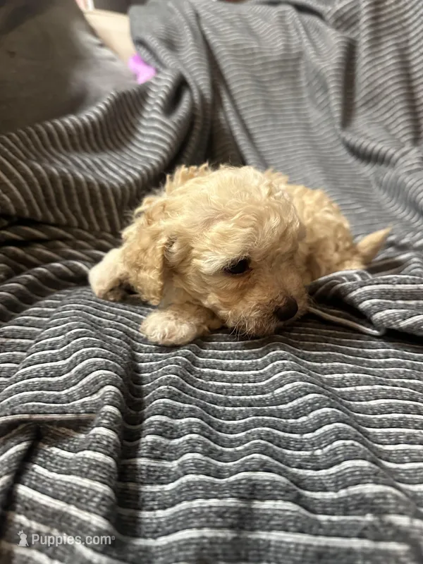 Maltipoo  – Maltipoo puppy for sale in Los Angeles, CA
