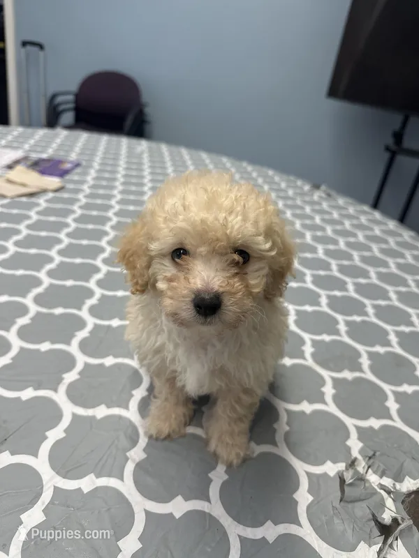Maltipoo  – Maltipoo puppy for sale in Los Angeles, CA