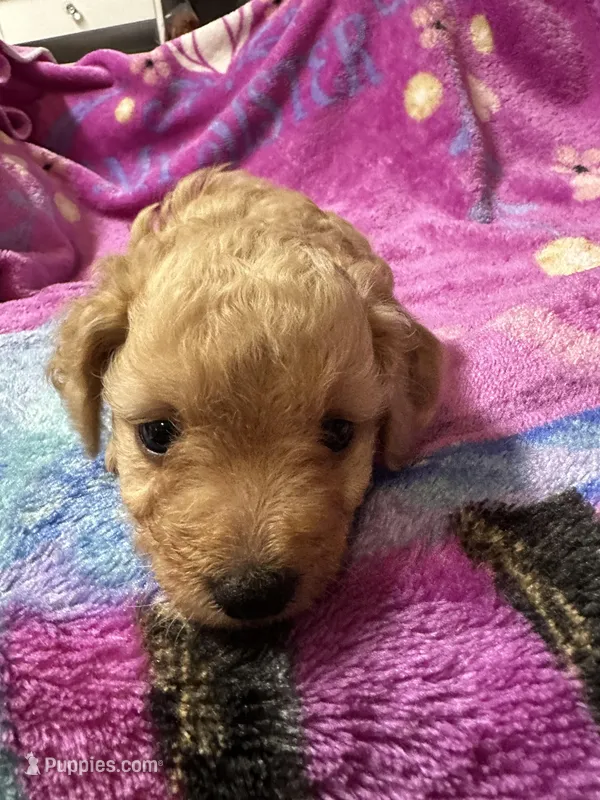 Maltipoo – Maltipoo puppy for sale in Los Angeles, CA