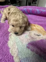 Maltipoo , a female Maltipoo for sale in Los Angeles, CA – 4 of 4