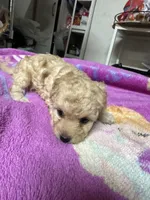 Maltipoo , a female Maltipoo for sale in Los Angeles, CA – 1 of 4