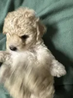 Maltipoo, a male Maltipoo for sale in Los Angeles, CA – 3 of 3