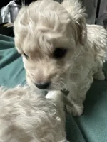 Maltipoo, a male Maltipoo for sale in Los Angeles, CA – 2 of 2