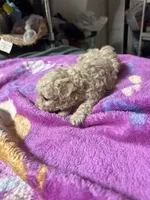 Maltipoo, a female Maltipoo for sale in Los Angeles, CA – 2 of 2