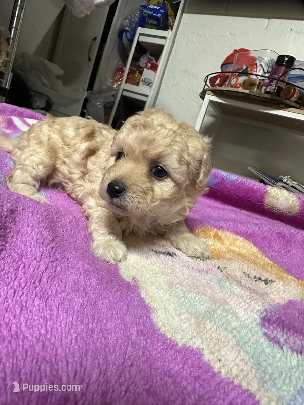 Maltipoo – Maltipoo puppy for sale in Los Angeles, CA