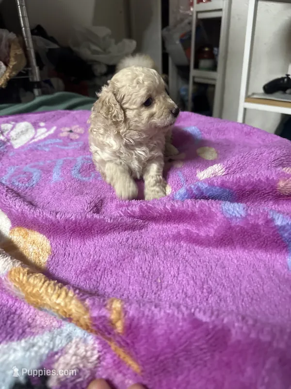Maltipoo – Maltipoo puppy for sale in Los Angeles, CA
