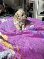 Maltipoo, a female Maltipoo for sale in Los Angeles, CA – 1 of 2