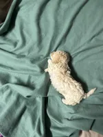 Maltipoo, a male Maltipoo for sale in Los Angeles, CA – 2 of 3
