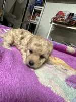 Maltipoo, a female Maltipoo for sale in Los Angeles, CA – 3 of 3
