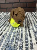 Jagger, a male Miniature Goldendoodle for sale in Huntington, UT – 6 of 10