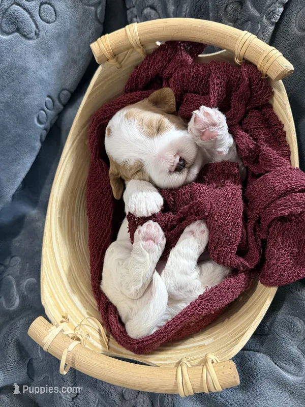 Bowie – Miniature Goldendoodle puppy for sale in Huntington, UT