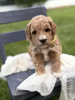 Hendrix, a female Miniature Goldendoodle for sale in Huntington, UT – 4 of 7
