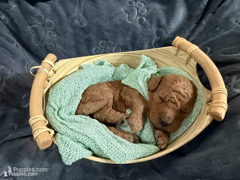 Jagger – Miniature Goldendoodle puppy for sale in Huntington, UT