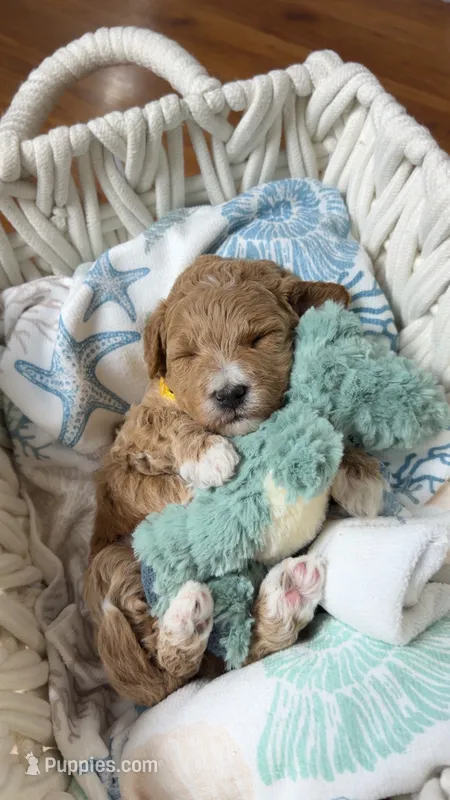 Hendrix  – Miniature Goldendoodle puppy for sale in Huntington, UT