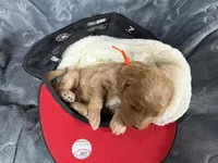 Ozzy, a male Miniature Goldendoodle for sale in Huntington, UT – 4 of 7