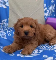 Marley, a female Miniature Goldendoodle for sale in Huntington, UT – 2 of 10