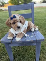 Lennon, a female Miniature Goldendoodle for sale in Huntington, UT – 6 of 9