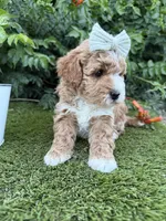 Lennon, a female Miniature Goldendoodle for sale in Huntington, UT – 9 of 9