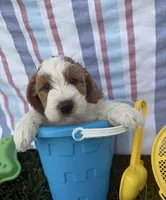 Bowie, a male Miniature Goldendoodle for sale in Huntington, UT – 1 of 10