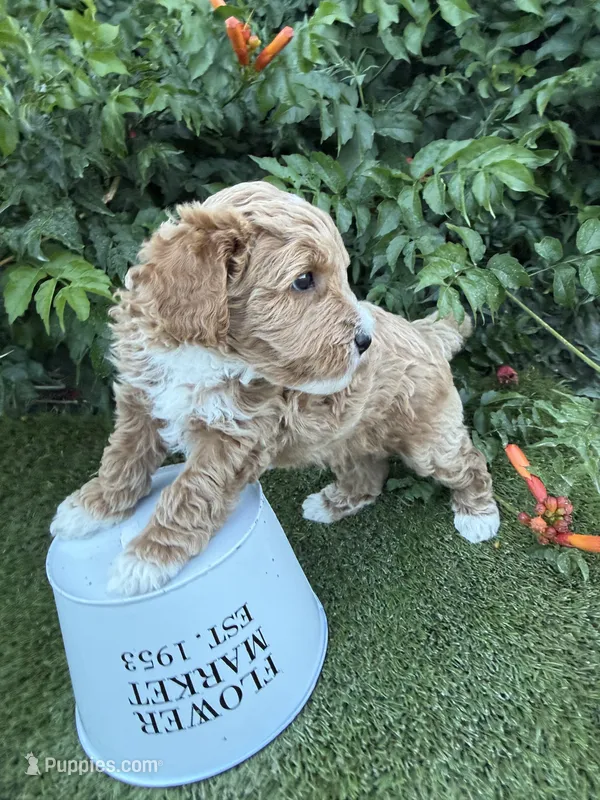 Hendrix – Miniature Goldendoodle puppy for sale in Huntington, UT