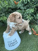 Hendrix, a female Miniature Goldendoodle for sale in Huntington, UT – 1 of 7