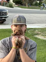Marley, a female Miniature Goldendoodle for sale in Huntington, UT – 10 of 10
