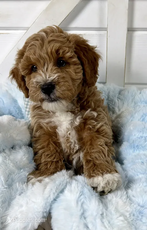 Hendrix – Miniature Goldendoodle puppy for sale in Huntington, UT
