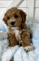 Hendrix, a male Miniature Goldendoodle for sale in Huntington, UT – 1 of 10