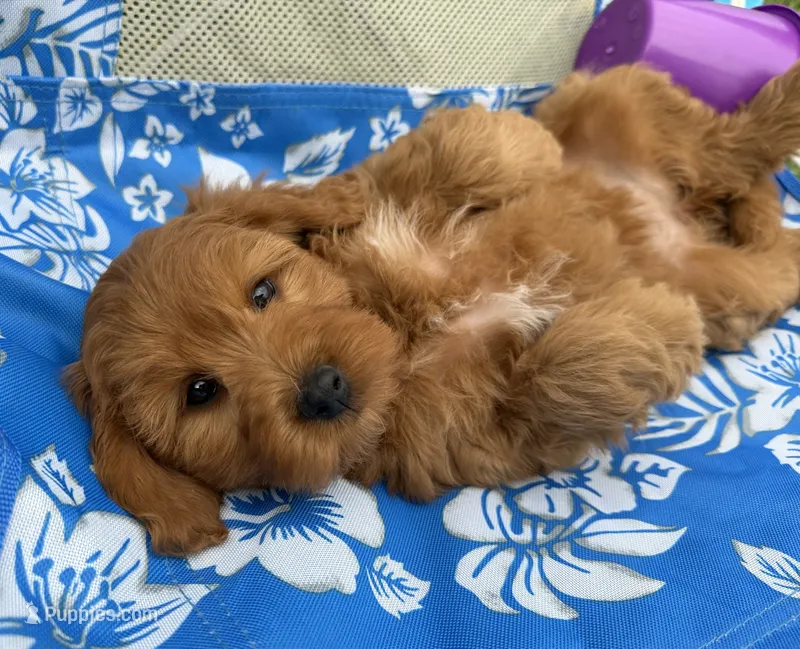 Marley – Miniature Goldendoodle puppy for sale in Huntington, UT