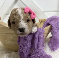 Lennon, a female Miniature Goldendoodle for sale in Huntington, UT – 3 of 7