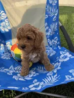 Ozzy, a male Miniature Goldendoodle for sale in Huntington, UT – 5 of 10