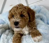 Hendrix, a male Miniature Goldendoodle for sale in Huntington, UT – 7 of 10
