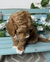Hendrix, a male Miniature Goldendoodle for sale in Huntington, UT – 10 of 10