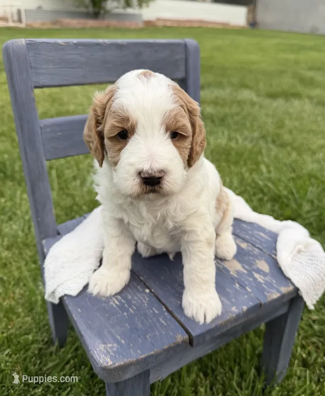 Bowie – Miniature Goldendoodle puppy for sale in Huntington, UT