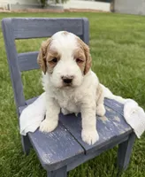 Bowie, a male Miniature Goldendoodle for sale in Huntington, UT – 5 of 10