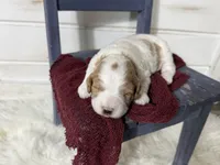 Bowie, a male Miniature Goldendoodle for sale in Huntington, UT – 1 of 8